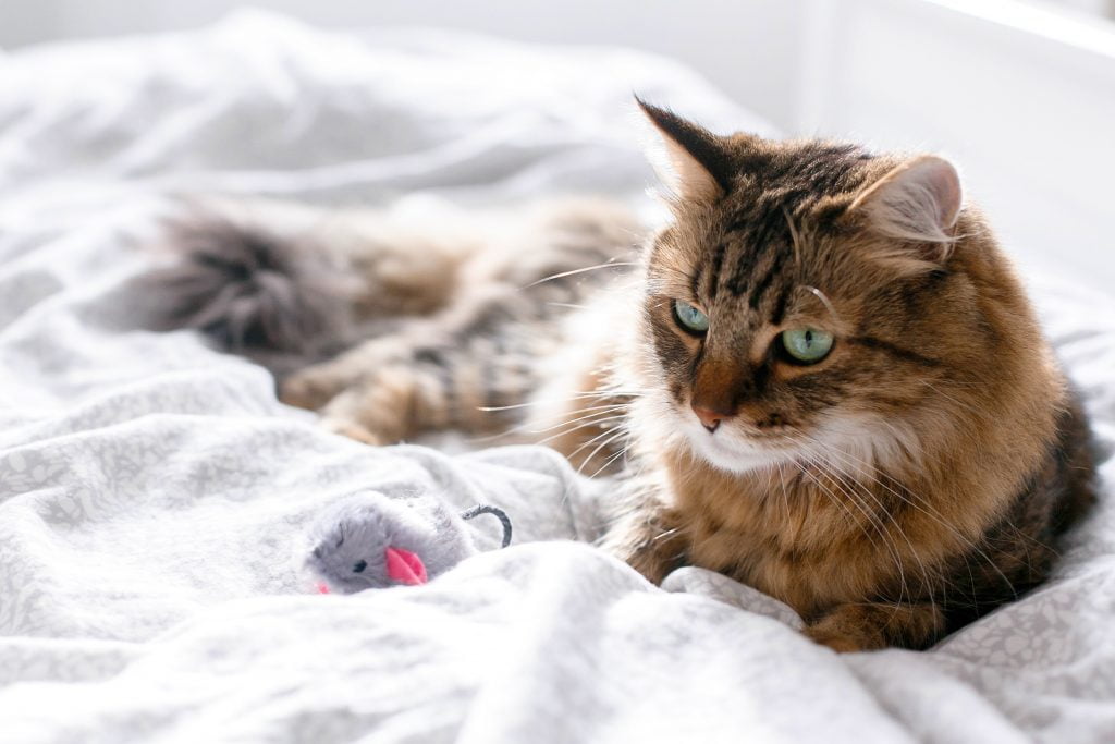 Self isolating cat playing with toy