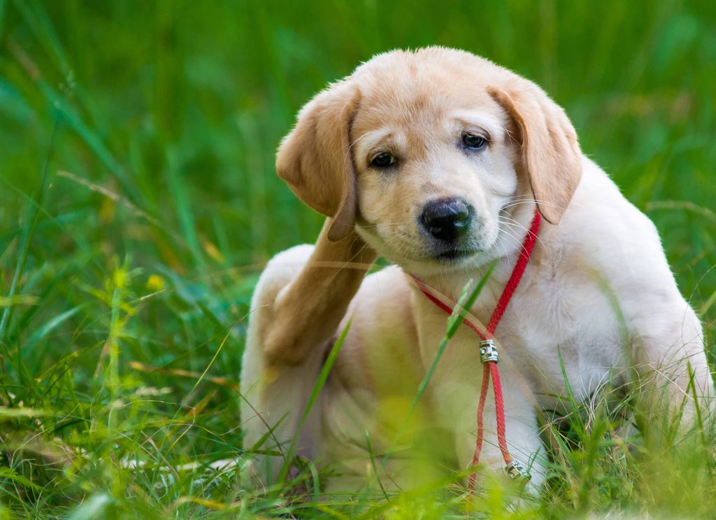 Dog flea treatment