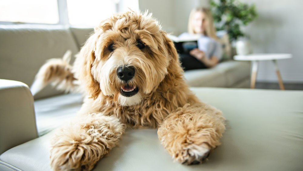 frontline flea treatment for dogs