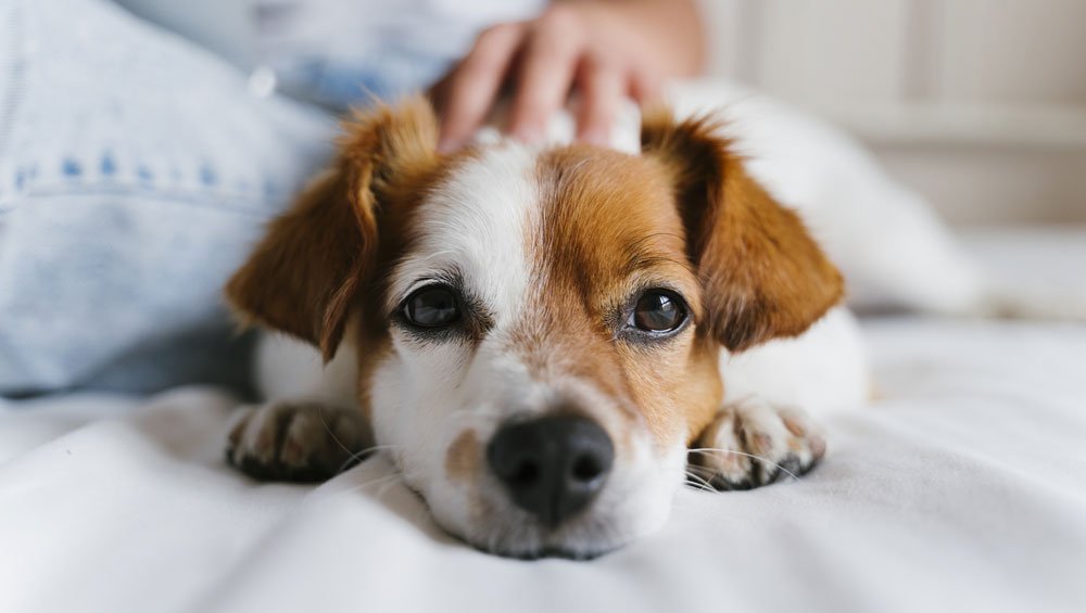 monthly flea treatment for dogs
