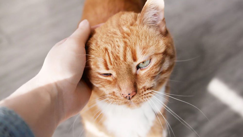cat scratch disease