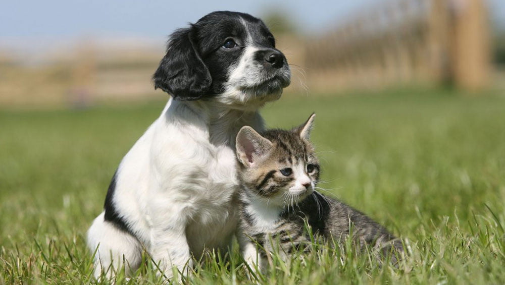 pet flea and worm treatment