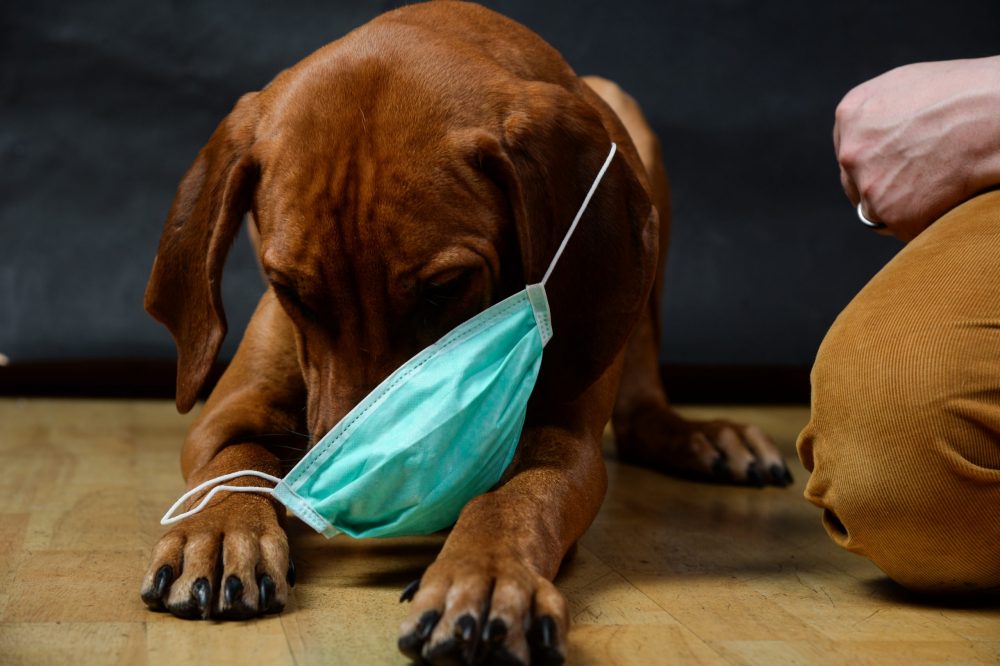 Can cats and dogs get Coronavirus? My Pet & Coronavirus
