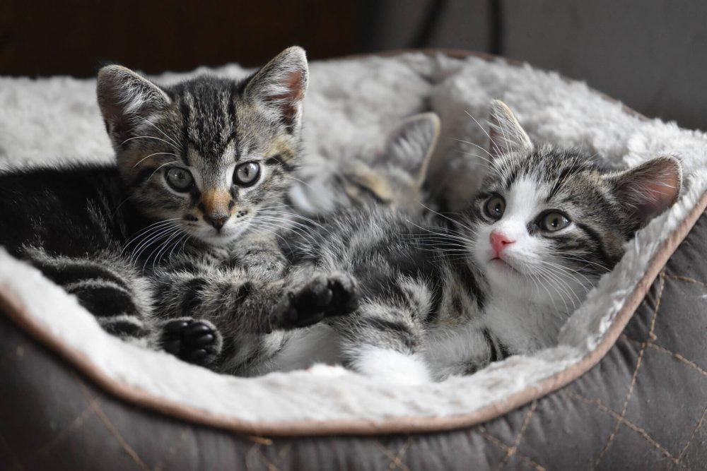 Our vet's guide to helping you choose a healthy happy kitten