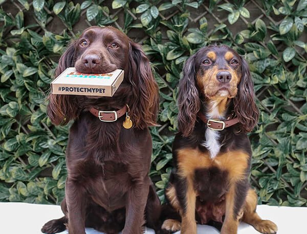 flea and worm treatment for dogs