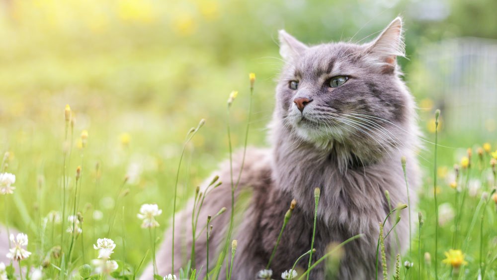 What is the best flea treatment for cats? Read our useful guide
