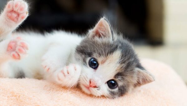 What is the best flea treatment for kittens? Discover the options