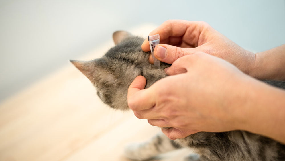 Prevent and treat fleas with monthly flea treatment for cats