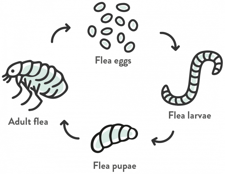 For eradicating a flea infestation add Indorex Defence Spray to your order