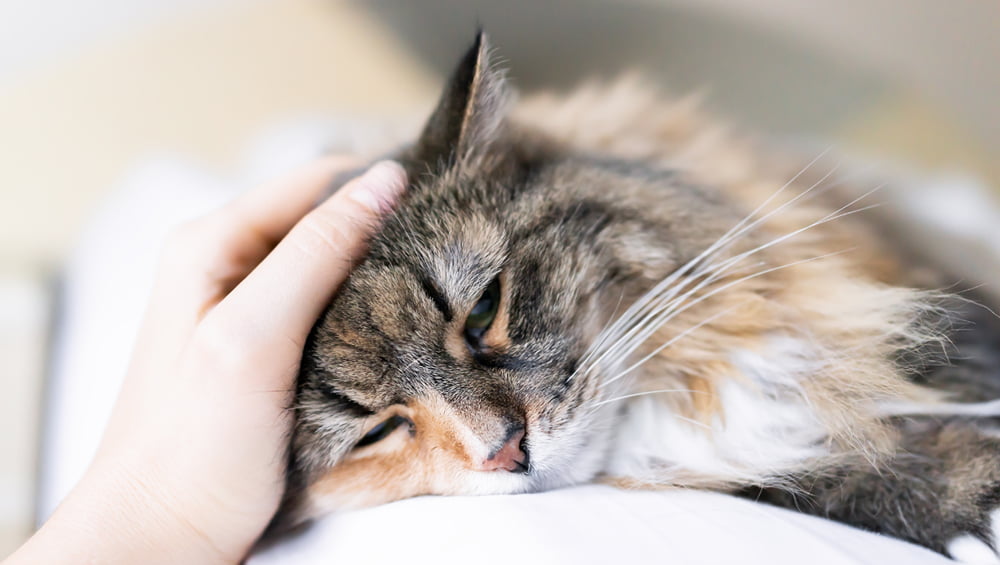 How does Advantage cat flea treatment protect your cat against fleas?