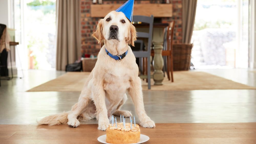dog friendly birthday cake